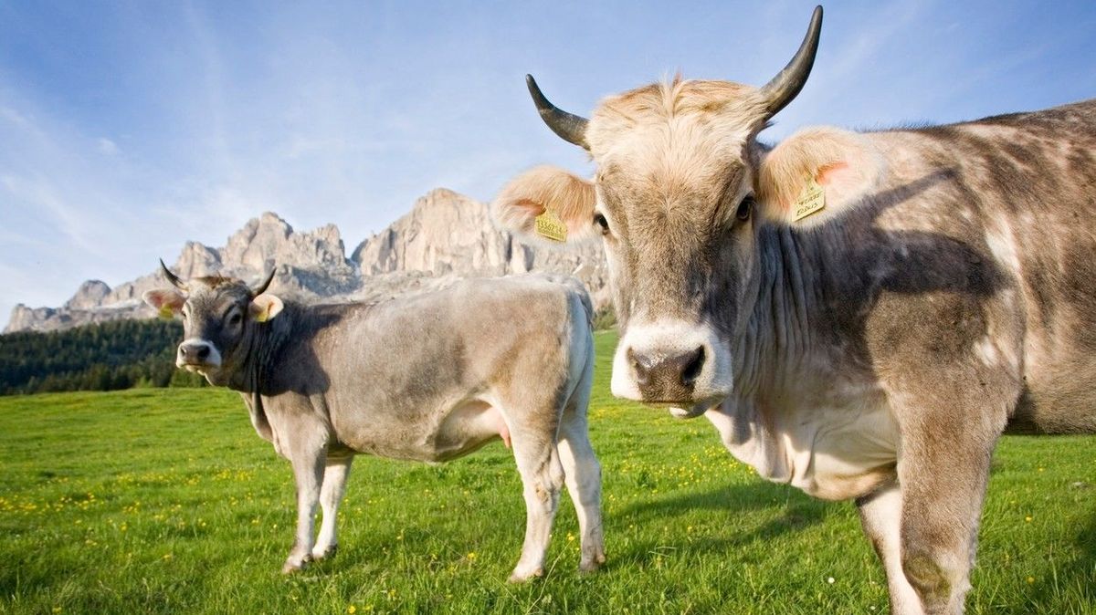 Turistku napadlo na túře v Tyrolsku stádo krav